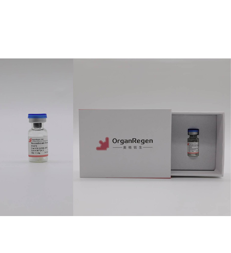 Recombinant Human FGF2