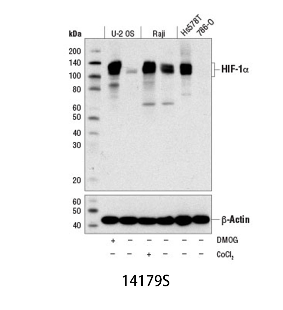 HIF-1α (D2U3T) Rabbit mAb