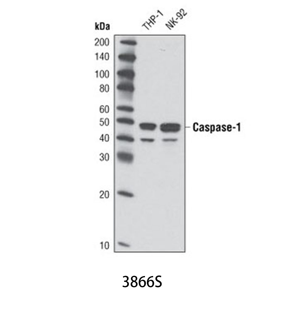 Caspase-1 (D7F10) Rabbit mAb