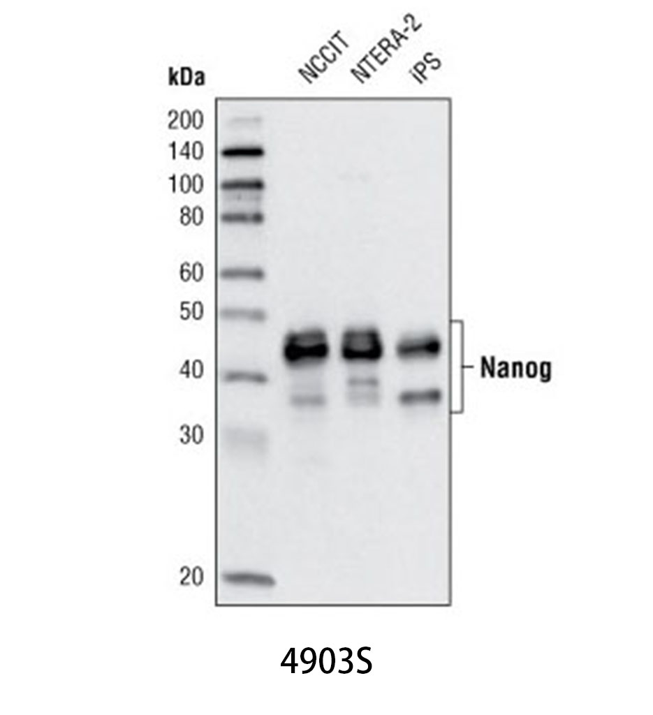 Nanog (D73G4) XP Rabbit mAb