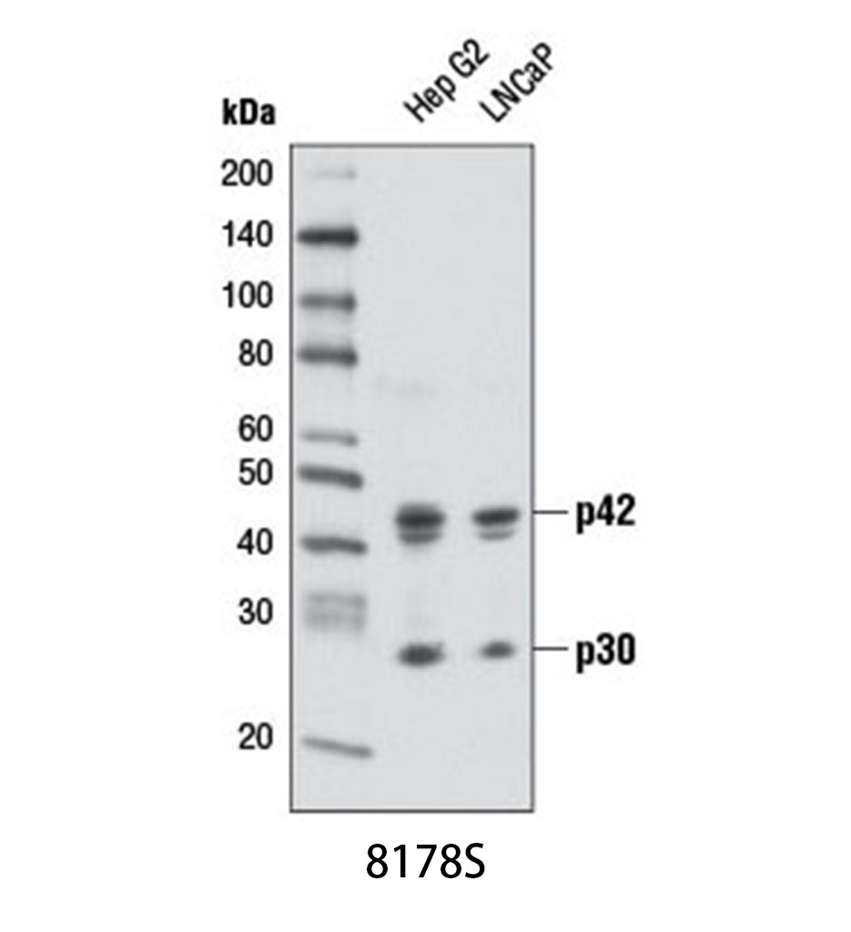 C/EBPα (D56F10) XP Rabbit mAb