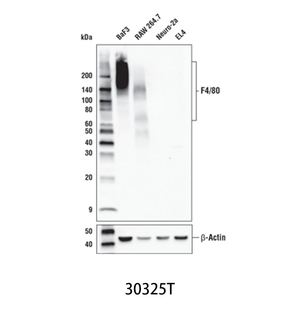 F4/80 (D4C8V) XPRabbit mAb