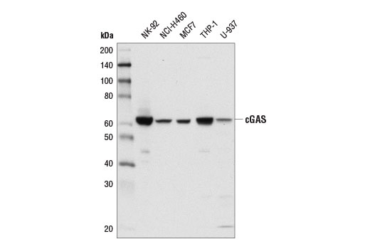 cGAS (D1D3G) Rabbit mAb