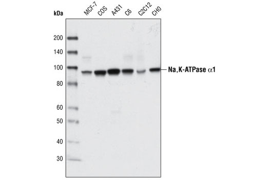 Na K-ATPase Antibody