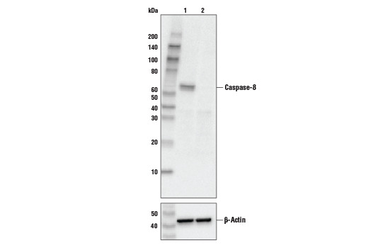 Caspase-8 (1C12) Mouse mAb