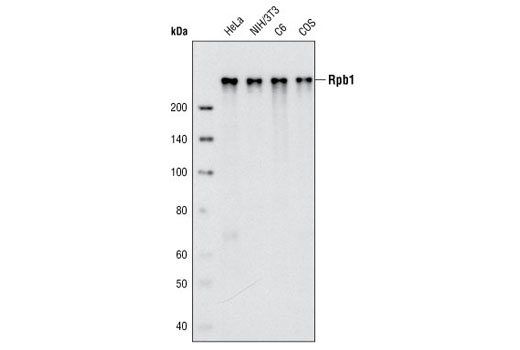 Rpb1 CTD (4H8) Mouse mAb