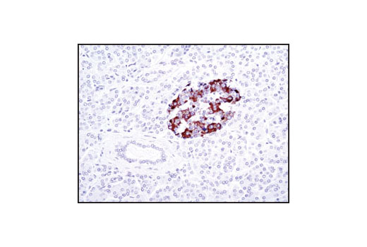 Insulin (C27C9) Rabbit mAb