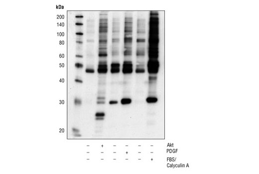Phospho-Akt Substrate (RXXS*/T*) (110B7E) Rabbit mAb