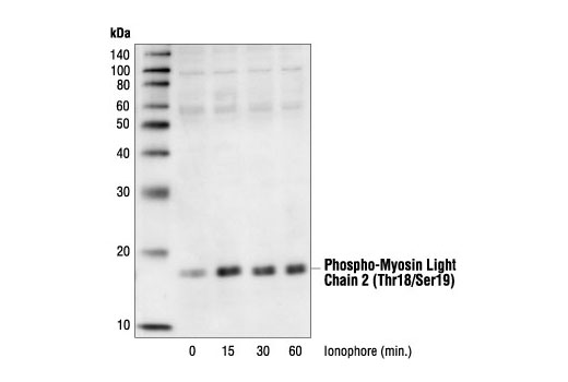 Phospho-Myosin Light Chain 2 (Thr18/Ser19) Antibody
