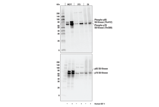 Phospho-p70 S6 Kinase (Thr389) (D5U1O) Rabbit mAb