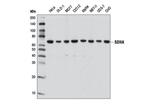 Mitochondrial Marker Antibody Sampler Kit