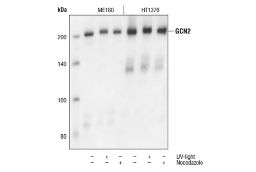 GCN2 Antibody
