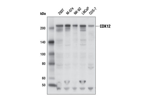 CDK12 Antibody