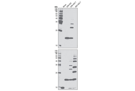K48-linkage Specific Polyubiquitin Antibody