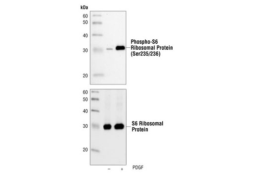 Phospho-S6 Ribosomal Protein (Ser235/236) (2F9) Rabbit mAb