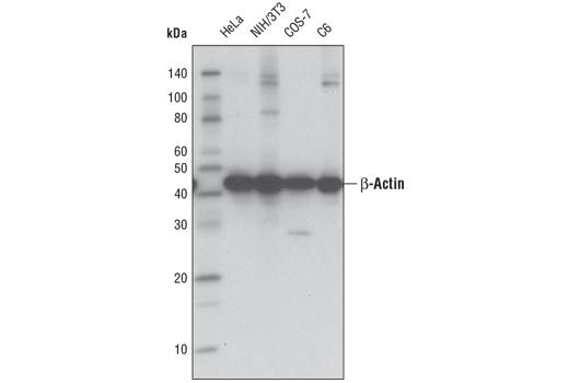 β-Actin (D6A8) Rabbit mAb (HRP Conjugate)