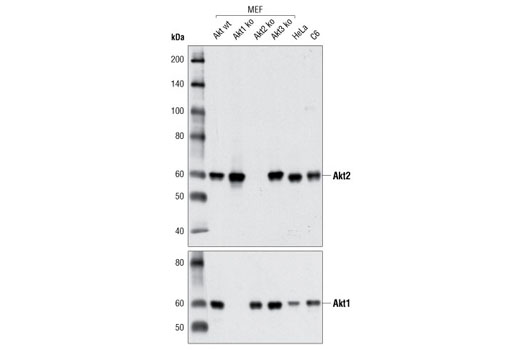 Akt2 (D6G4) Rabbit mAb