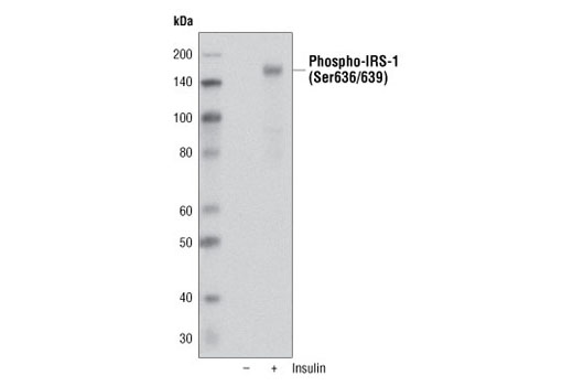 Phospho-IRS-1 (Ser636/639) Antibody