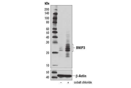 BNIP3 Antibody (Rodent Specific)