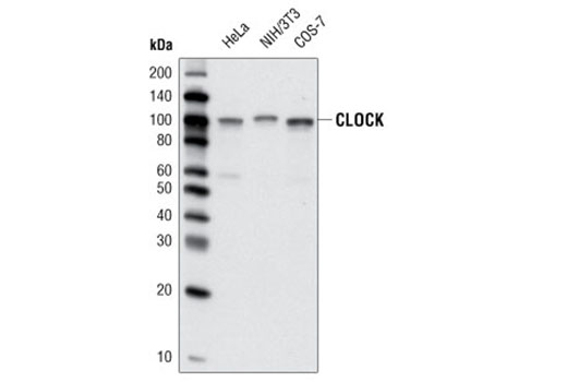 CLOCK (D45B10) Rabbit mAb