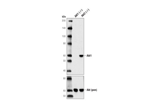 Akt1 (D9R8K) Rabbit mAb