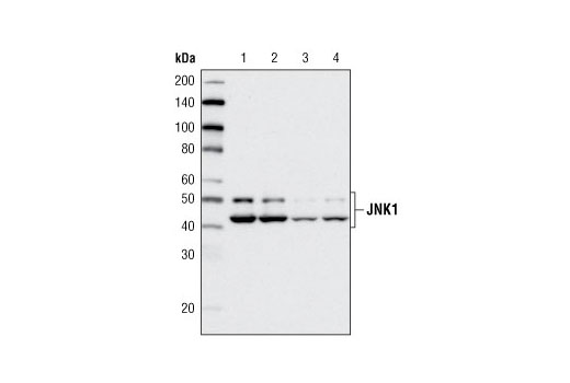 JNK1 (2C6) Mouse mAb