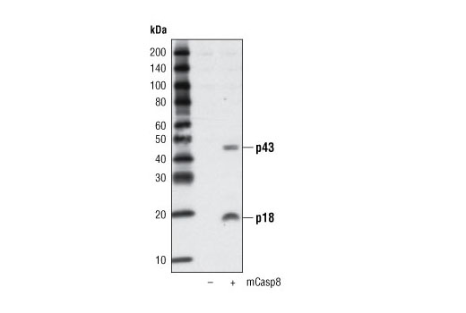 Cleaved Caspase-8 (Asp387) Antibody (Mouse Specific)