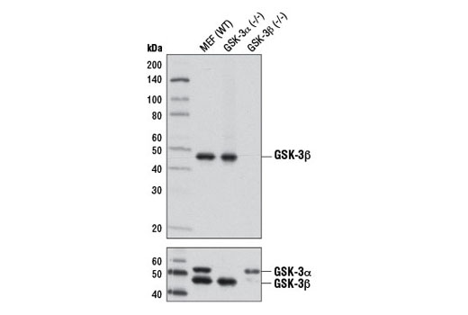 GSK-3 Antibody Sampler Kit