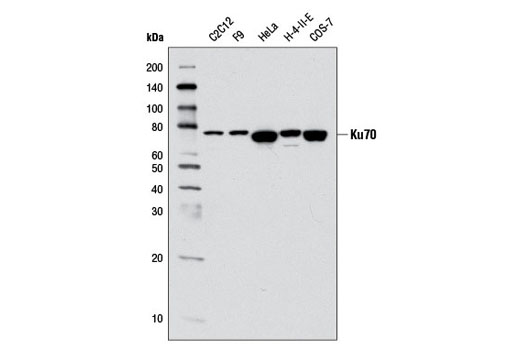 Ku70 (D10A7) Rabbit mAb