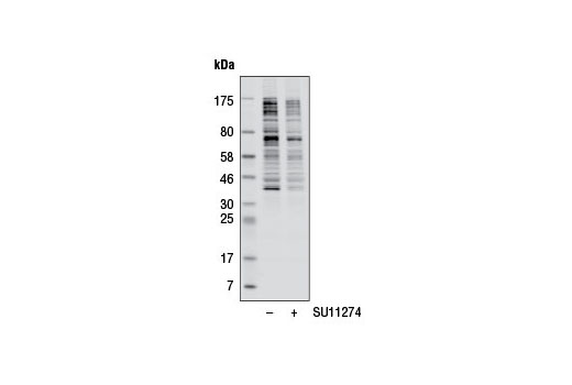 Phospho-Akt Substrate (RXRXXS*/T*) (23C8D2) Rabbit mAb