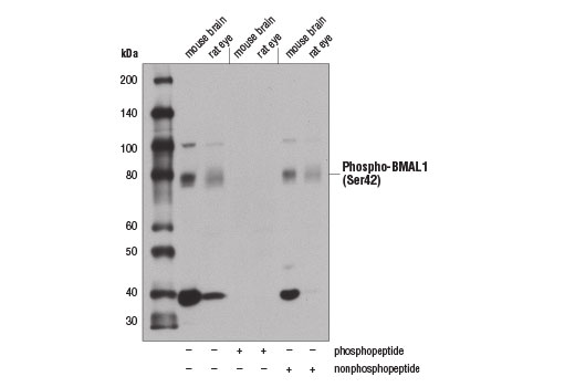 Phospho-BMAL1 (Ser42) Antibody