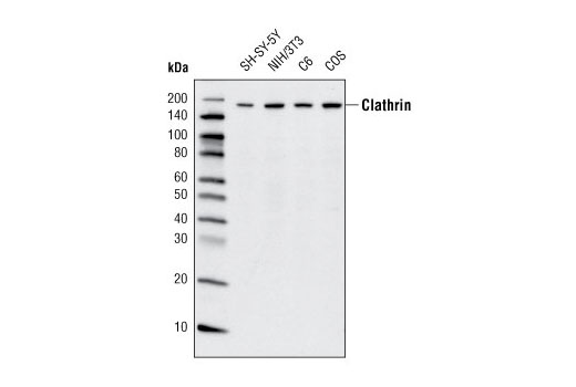 Clathrin Heavy Chain (D3C6) XP Rabbit mAb