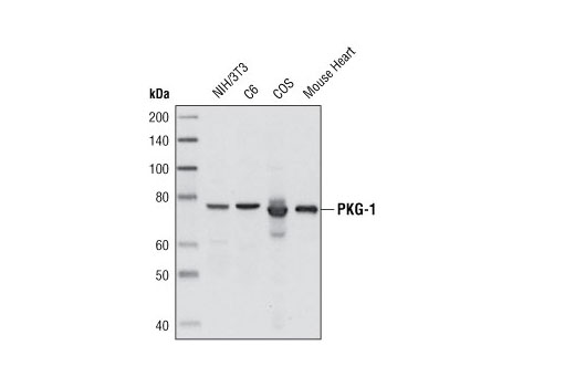 PKG-1 (C8A4) Rabbit mAb