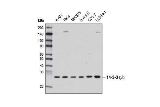 14-3-3 ζ/δ (D7H5) Rabbit mAb