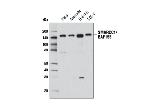 BAF Complex Antibody Sampler Kit