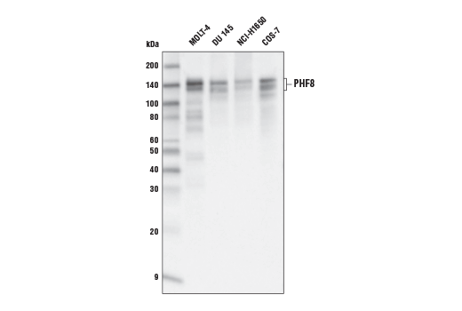 PHF8 (E9R4F) Rabbit mAb