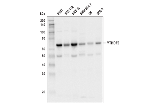 YTHDF2 Antibody