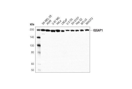 IQGAP1 (D8K4X) XP Rabbit mAb