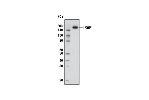 IRAP (D7C5) XP Rabbit mAb