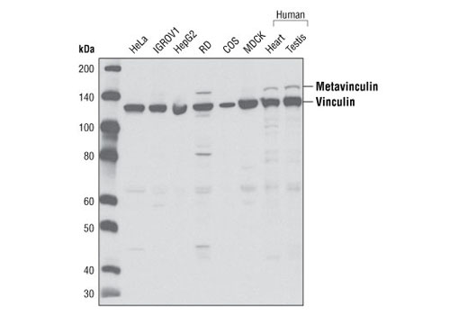 Vinculin Antibody