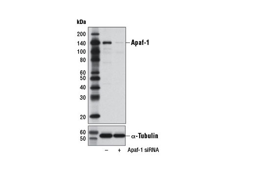 Apaf-1 (D7G4) Rabbit mAb