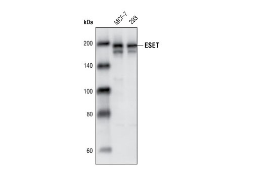 ESET (C1C12) Rabbit mAb