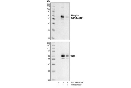 Phospho-Tpl2 (Ser400) Antibody