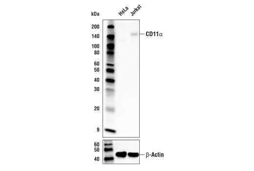 CD11α (E5S9K) Rabbit mAb