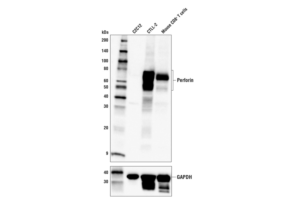 Perforin (E9F7N) Rabbit mAb