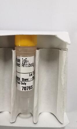 Anti-mouse IgG, HRP-linked Antibody