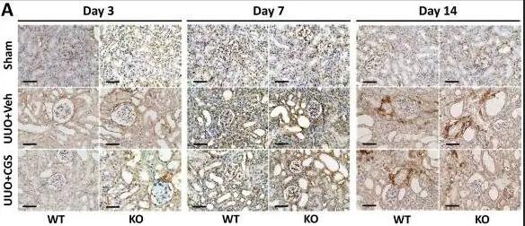 Anti-Collagen III antibody