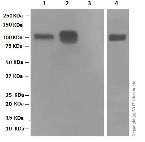 Anti-CD19 antibody [EPR5906]