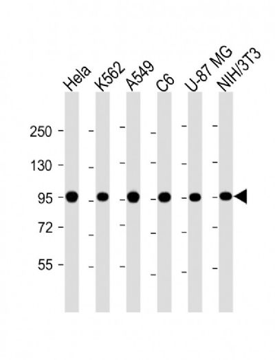 含缬酪肽蛋白单克隆抗体