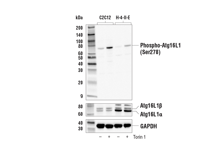 Phospho-Atg16L1 (Ser278) Antibody